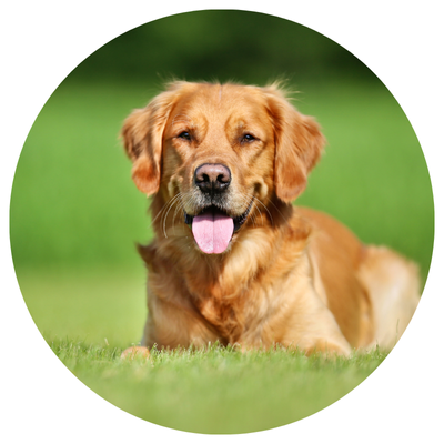 Wash Safe provides professional Cape Cod deck cleaning, deck washing, deck power washing, soft washing, deck pressure washing, deck restoration, deck sealing, deck staining, deck refinishing, and wood restoration services for residential and commercial properties across Bourne, Sandwich, Falmouth, Mashpee, Barnstable, Yarmouth, Dennis, Harwich, Brewster, Chatham, Orleans, Eastham, Wellfleet, Truro, and Provincetown. Our eco-friendly team specializes in restoring weathered wood decks, removing mold, mildew, algae, dirt, gray wood, and oxidation, and applying premium deck sealers and wood stains designed to protect cedar, pine, mahogany, composite, and pressure-treated decks. We deliver long-lasting protection with expert deck cleaning services, deck maintenance, deck brightening, deck stripping, deck sanding, and waterproofing solutions for Cape Cod homes, cottages, waterfront properties, and commercial buildings.