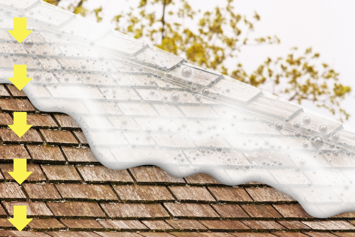 Cedar shake cleaning, cedar shingle cleaning, cedar siding cleaning, cleaning cedar homes, cedar roof cleaning, cedar maintenance, cleaning cedar wood, cleaning mildew from cedar, removing mold from cedar, cleaning cedar siding DIY, best cedar cleaners, non-toxic cedar cleaning, cedar cleaning solutions, cedar cleaning professionals, pressure washing cedar, eco-friendly cedar cleaning, cedar siding stain removal, cedar shake restoration, cedar roof maintenance, cleaning algae from cedar, cedar siding upkeep, soft washing cedar siding, cedar shingle preservation, biodegradable cedar cleaner, green cleaning cedar, cleaning cedar with vinegar, cedar siding cleaning tips, cedar roof moss removal, safe cedar cleaning methods, cedar cleaning without bleach, cedar cleaning with hydrogen peroxide, long-term cedar care, cleaning cedar siding before staining, cedar home exterior cleaning, cedar wood roof cleaning, cedar cleaning equipment, cedar cleaning cost, cedar cleaning services near me, cedar home maintenance guide, cedar cleaning frequency, cedar siding cleaning company, cedar roof algae removal, cedar cleaning for longevity, DIY cedar roof cleaning kit, organic cedar cleaning, affordable cedar cleaning, cedar wood cleaning advice, cedar siding mold prevention, cedar house washing, best way to clean cedar shingles, cedar siding algae removal, cedar cleaning service, cedar cleaning chemicals, professional cedar roof cleaning, cedar home washing tips, cedar cleaning without pressure washer, cedar roof cleaning methods, cedar siding maintenance tips, cedar shake cleaning products, cedar siding soft wash, cedar home exterior upkeep, cedar shake cleaning DIY, cedar siding cleaning products, safe cleaning for cedar, cedar shingle moss removal, cedar roof cleaning tips, cleaning cedar homes DIY, cedar siding restoration, cedar roof cleaning without damaging shingles, effective cedar cleaning methods, cedar siding algae prevention, cedar cleaning myths, cedar cleaning myths debunked, cedar roof preservation, cedar siding cleaning professionals, cedar cleaning sprayer, cedar roof cleaning contractor, cedar cleaning brush, cedar roof ladder safety, cedar cleaning service cost, cedar cleaning checklist, cedar roof cleaning and sealing, cedar cleaning regulations, cedar siding cleaning near me, cedar cleaning DIY kit, cedar home washing advice, cedar roof maintenance guide, cedar shingle cleaning frequency, cedar home exterior maintenance, cedar cleaning and repair, cedar roof cleaning instructions, cedar cleaning safety, cedar roof cleaning guide, cedar cleaning reviews, cedar cleaning tips and tricks, cedar cleaning for longevity, cedar cleaning advice, cedar roof cleaning video, cedar cleaning tutorials, cedar cleaning FAQs, cedar roof cleaning myths, cedar roof cleaning myths debunked, cedar cleaning vs. replacement, cedar roof cleaning machine, cedar cleaning business, cedar cleaning pressure washer, cedar cleaning time lapse, cedar home cleaning schedule, cedar roof cleaning benefits, cedar home cleaning and painting, cedar cleaning business startup.